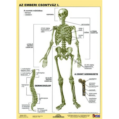 Učebná pomôcka, A4, STIEFEL &quot;Az emberi csontváz - Kostra človeka&quot; - výrobok v MJ